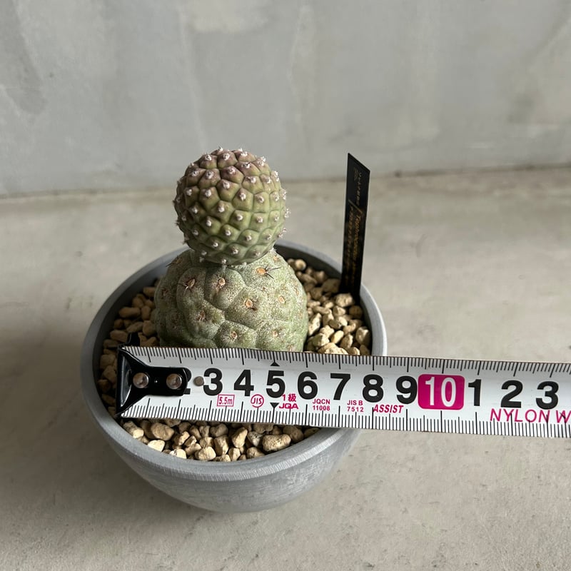 テフロカクタス ゲオメトリクス | ソレトナ植物店