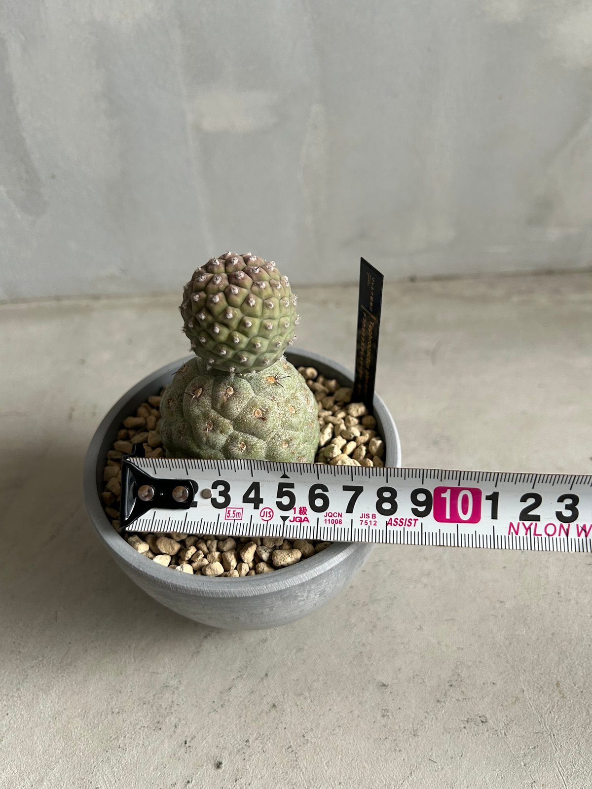 テフロカクタス ゲオメトリクス | ソレトナ植物店