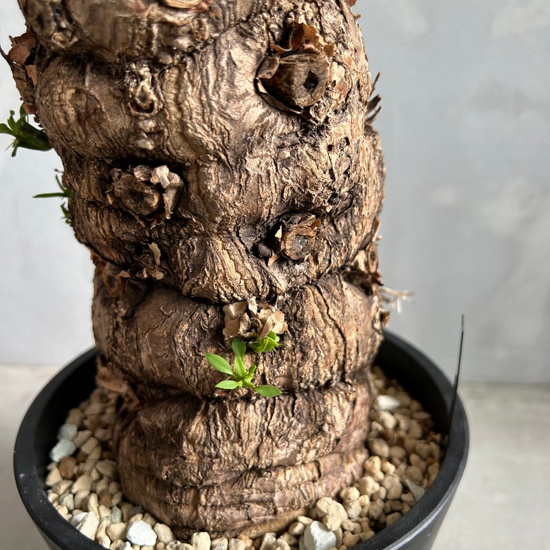 ユーフォルビア ムランジーナ (発根済み) | ソレトナ植物店