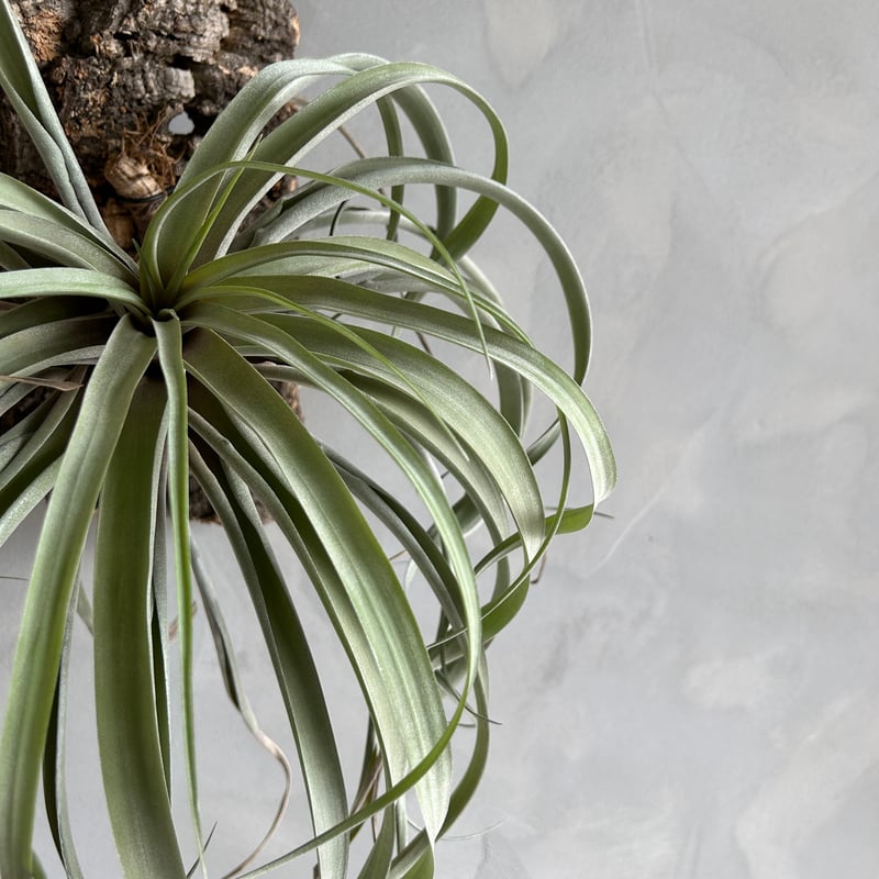 ティランジア リオホンドエンシスレッドクローン | ソレトナ植物店