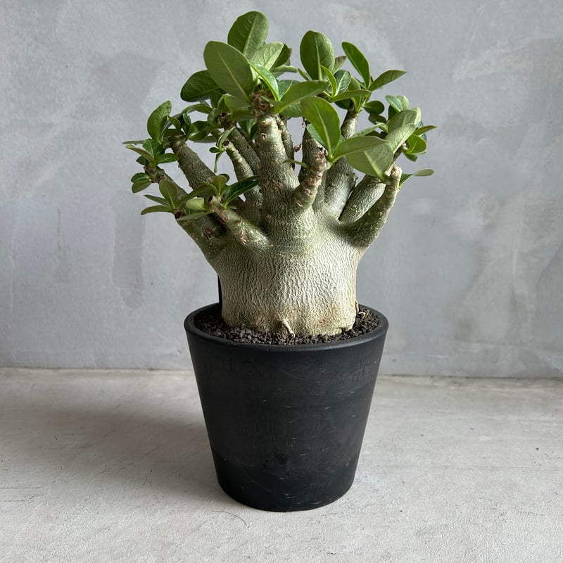 アデニウム アラビカム スーパー ドワーフ | ソレトナ植物店