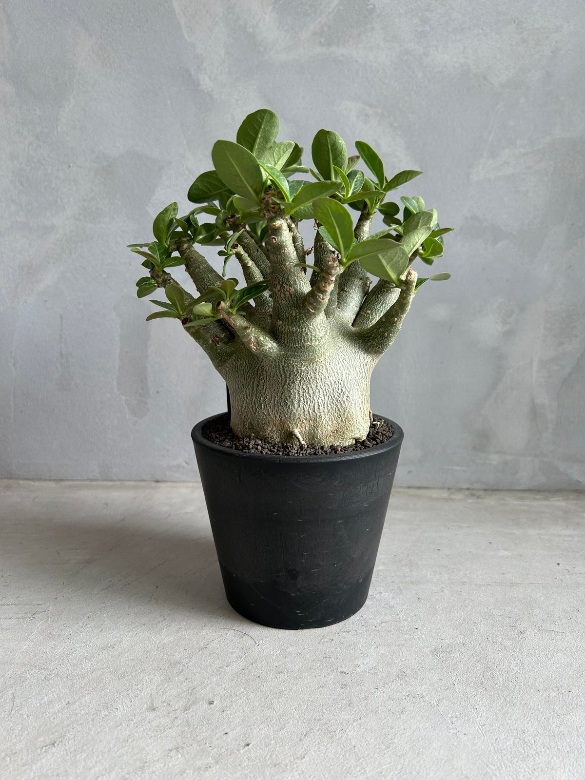 アデニウム アラビカム スーパー ドワーフ | ソレトナ植物店