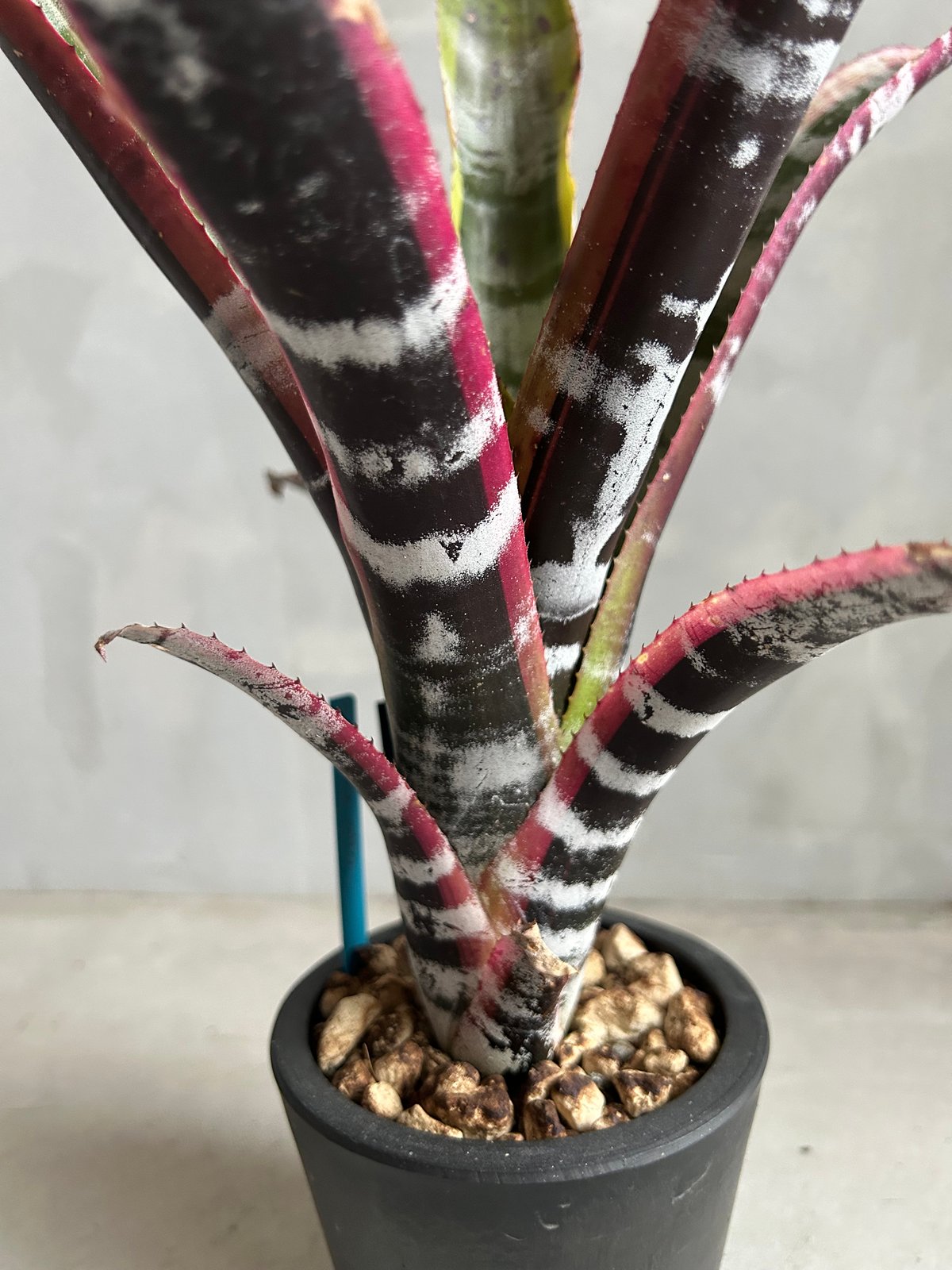 ブロメリア・エアープランツ Aechmea Otto Aechmea 'Otto' | Panus
