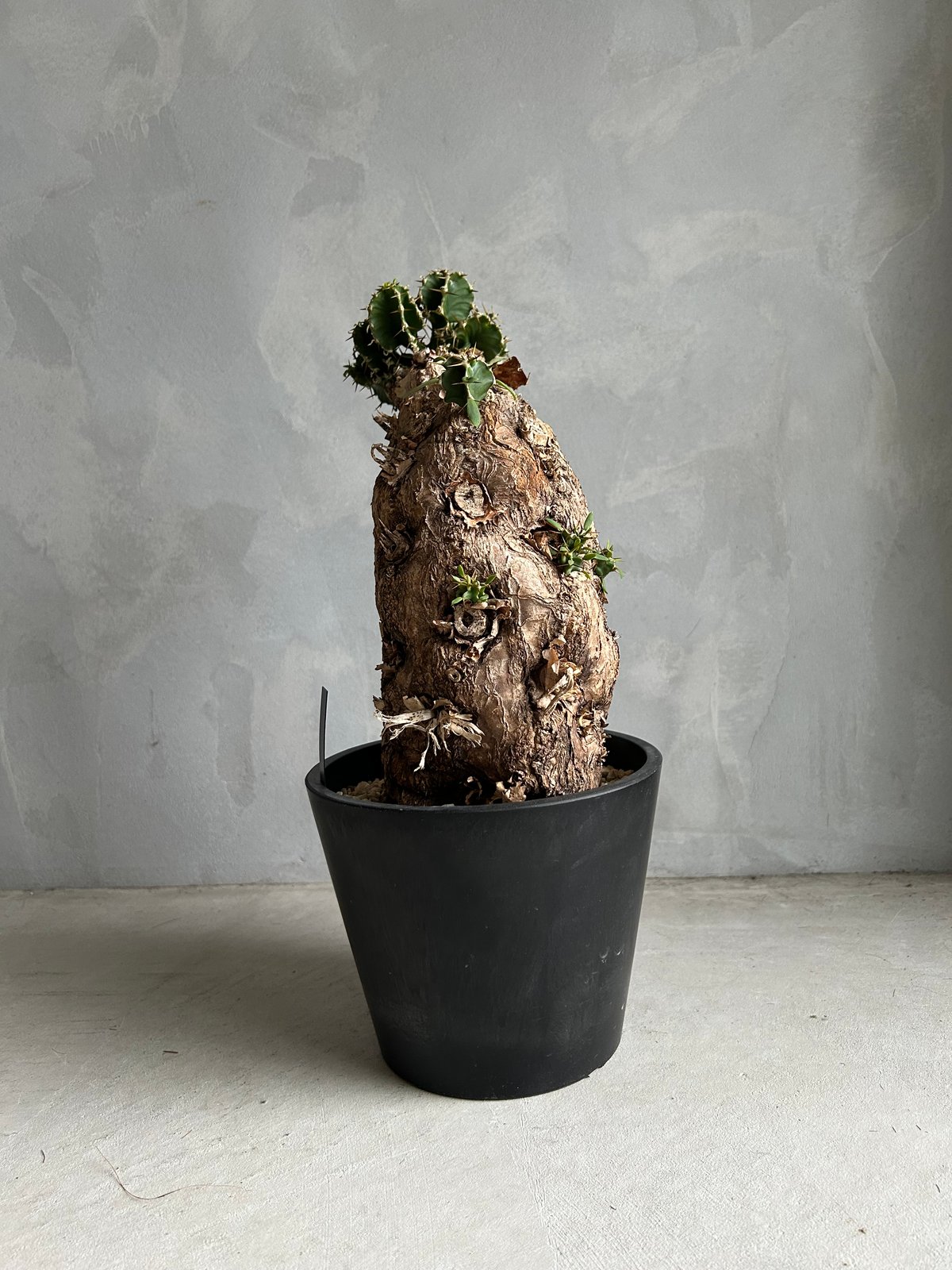 ユーフォルビア ムランジーナ (発根済み) | ソレトナ植物店