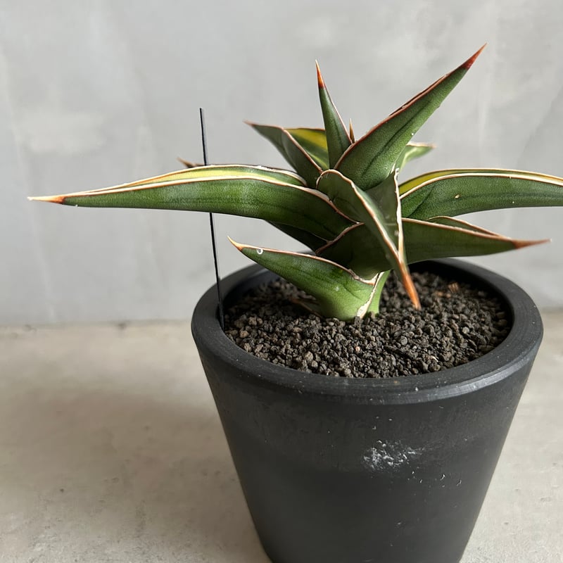 サンセベリア lav.23251 | ソレトナ植物店