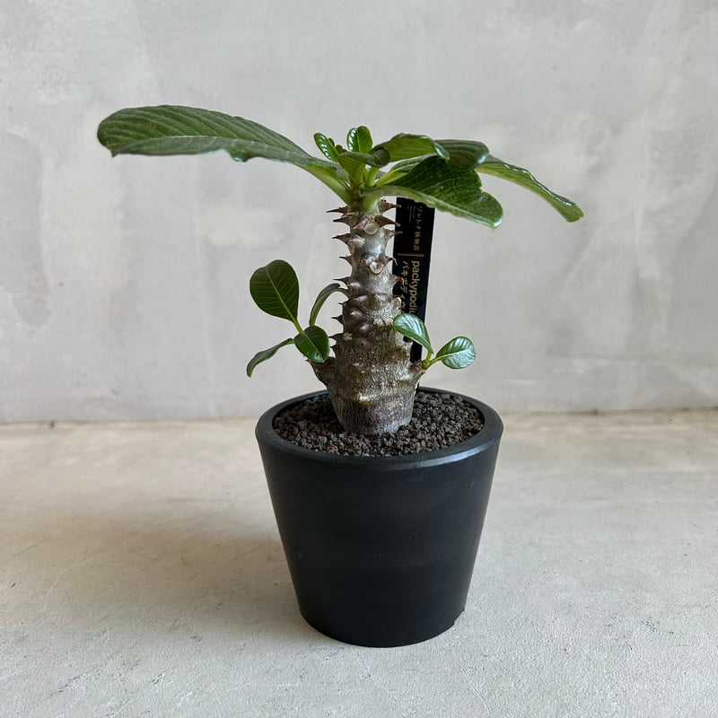 パキポディウム・ウィンゾリー、バロニー 実生苗　赤花セット④ パキポディウム・ウィンゾリー、バロニー 実生苗 赤花セット④