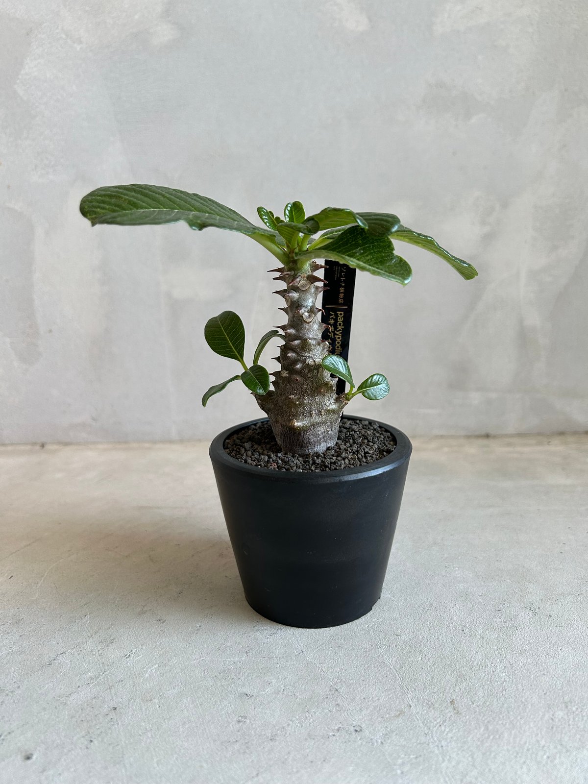 パキポディウム ウィンゾリー(実生苗) | ソレトナ植物店