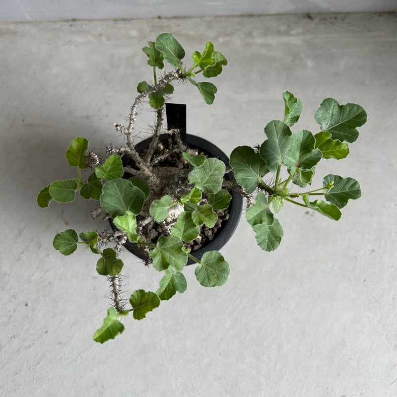 ヤトロファ マルギナータ | ソレトナ植物店