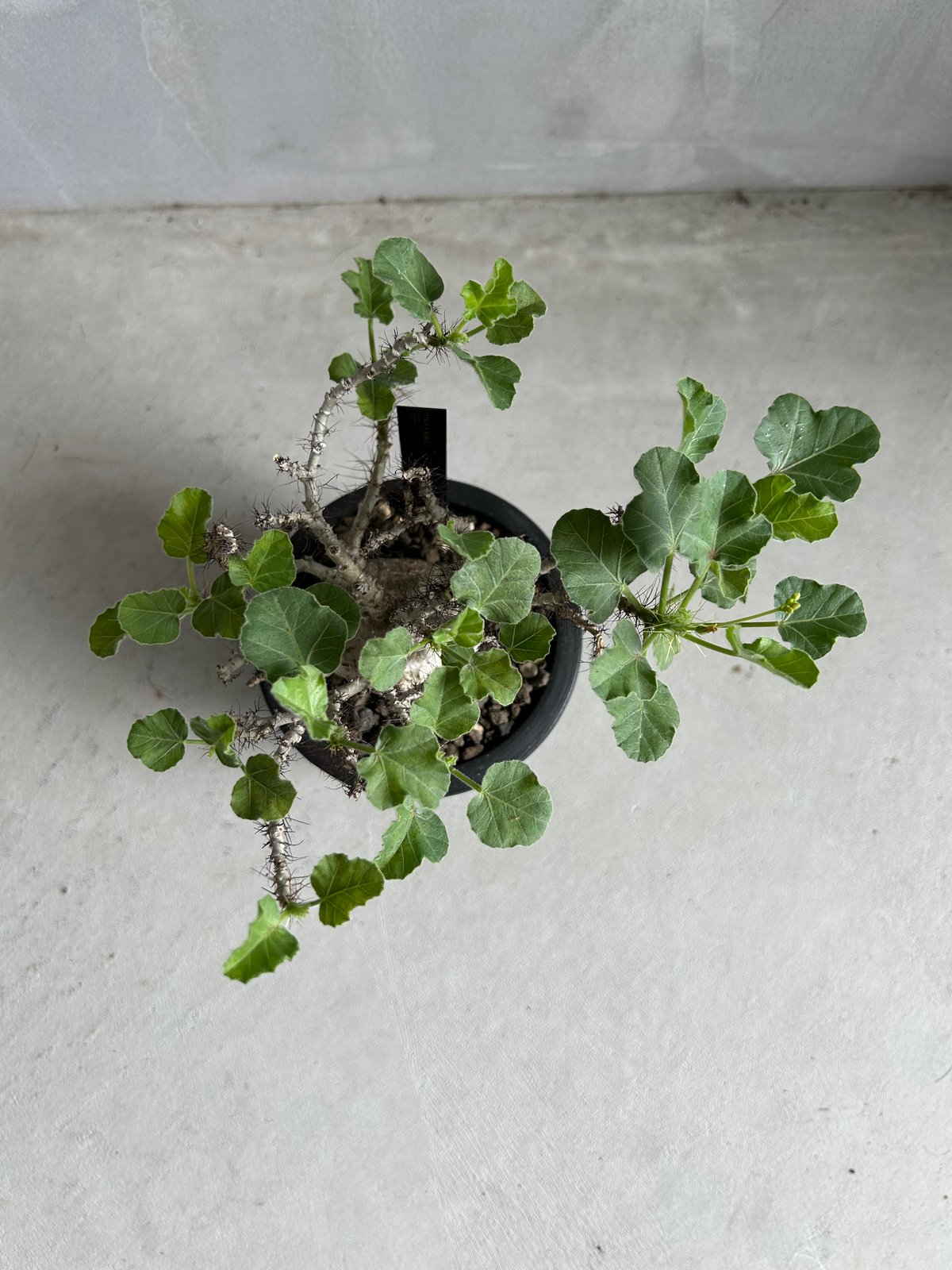 ヤトロファ マルギナータ | ソレトナ植物店