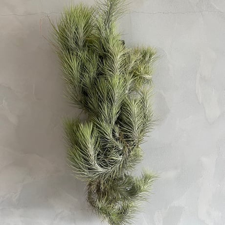 フンキアナ | STORES