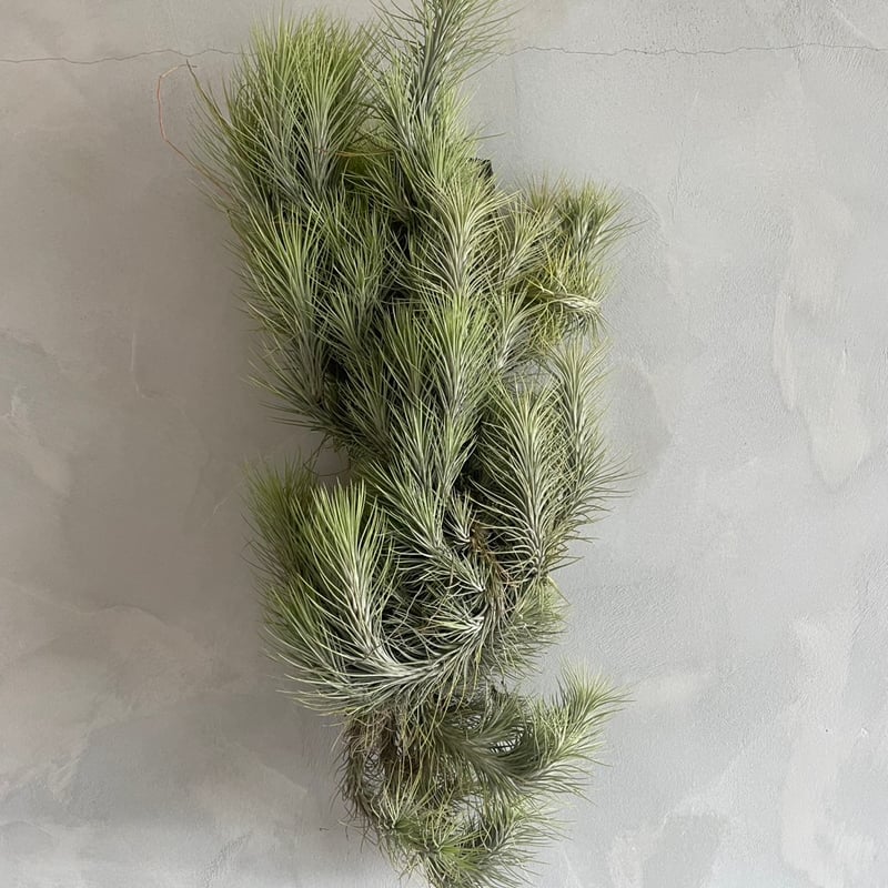 ティランジア フンキアナ(クランプ) | ソレトナ植物店