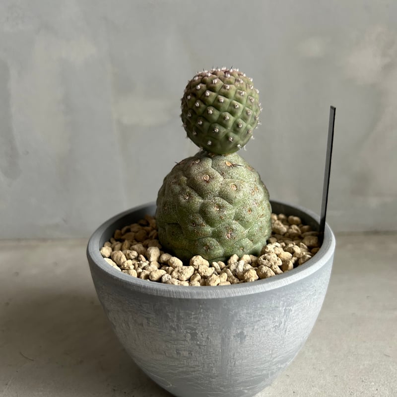 テフロカクタス ゲオメトリクス | ソレトナ植物店
