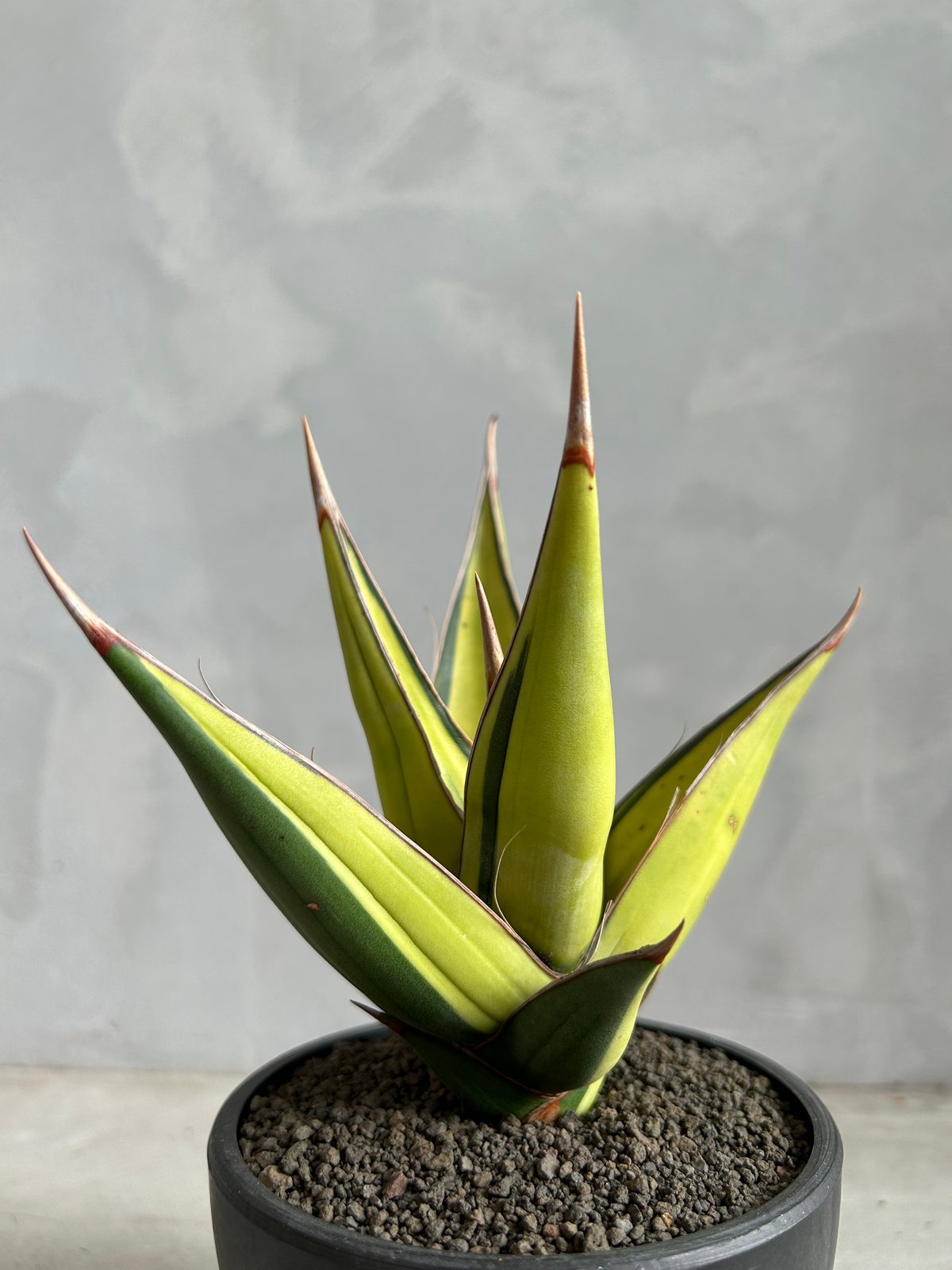 ピングイキュラ 斑入り　超特大25cm　サンスベリア　ロリダ　サンセベリア サンセベリア ピングイキュラ 斑入り | ソレトナ植物店