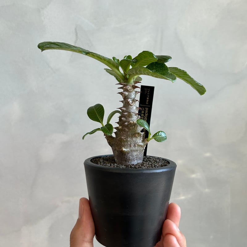 パキポディウム　ウィンゾリー　22年実生苗 パキポディウム ウィンゾリー 22年実生苗 パキポディウム ウインゾリー