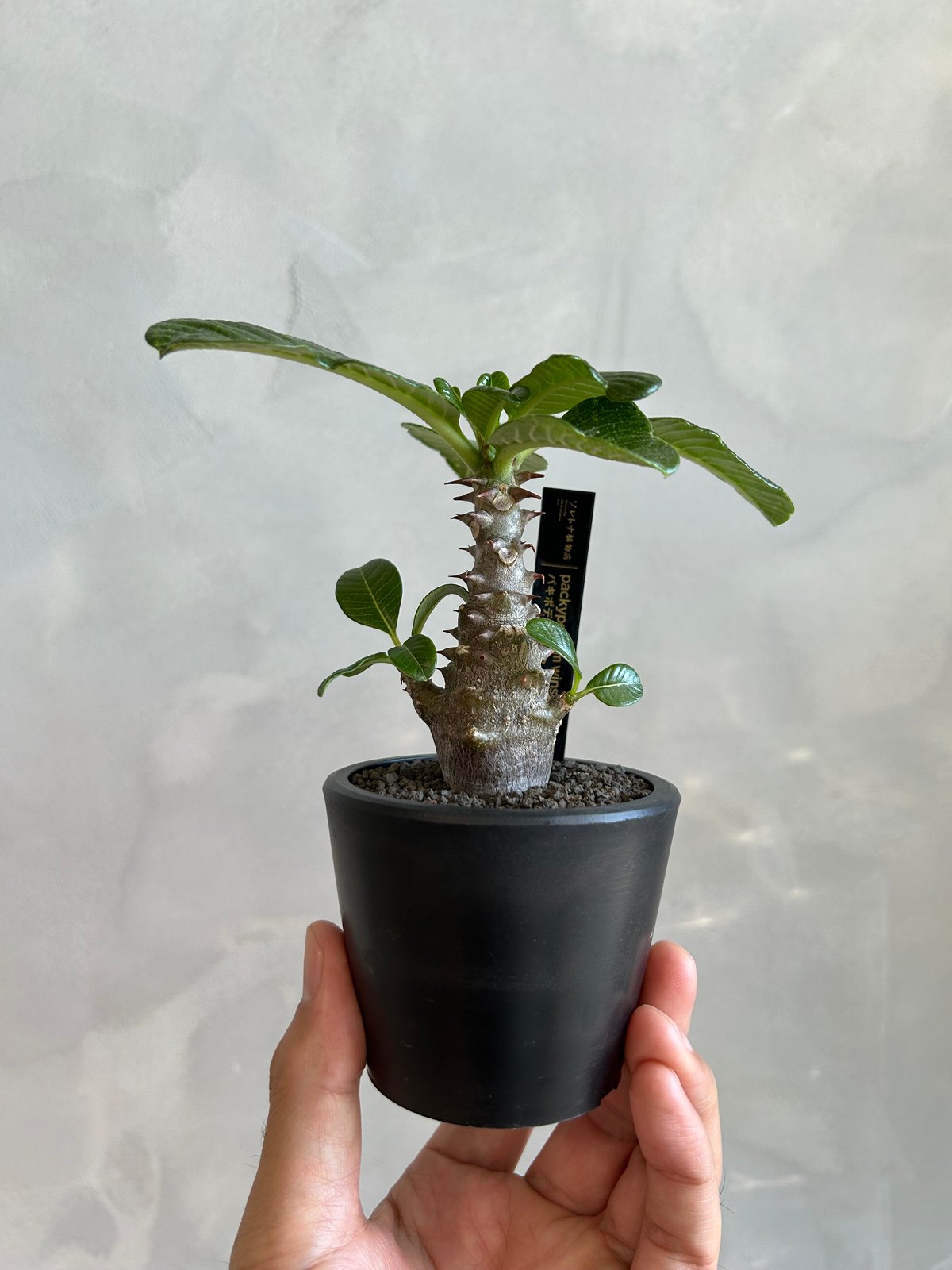 パキポディウム ウィンゾリー(実生苗) | ソレトナ植物店