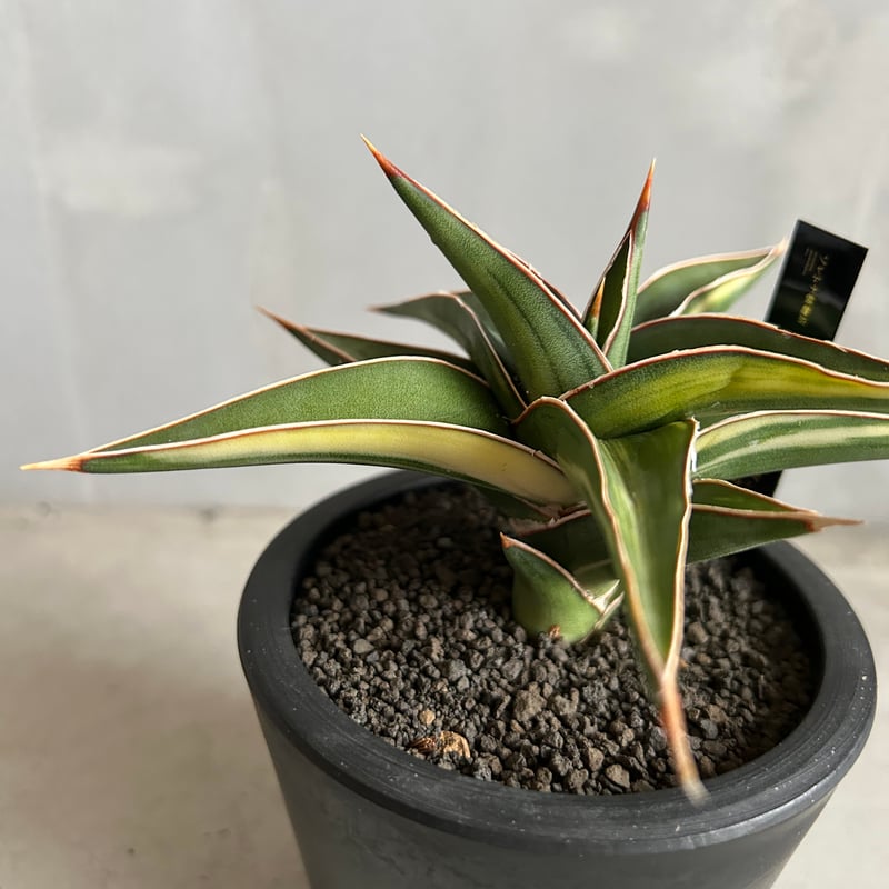 サンセベリア lav.23251 | ソレトナ植物店