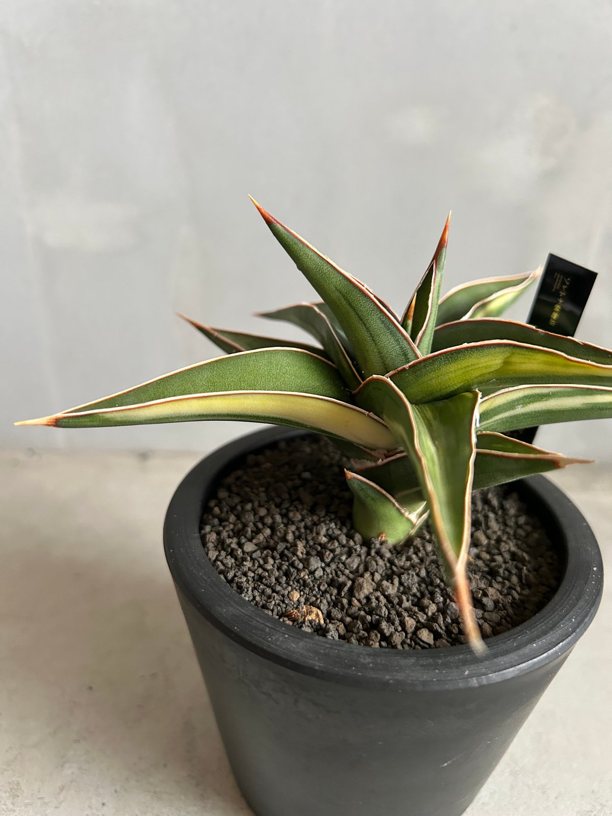サンセベリア lav.23251 | ソレトナ植物店