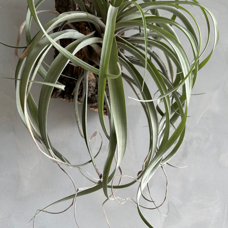 ティランジア リオホンドエンシスレッドクローン | ソレトナ植物店