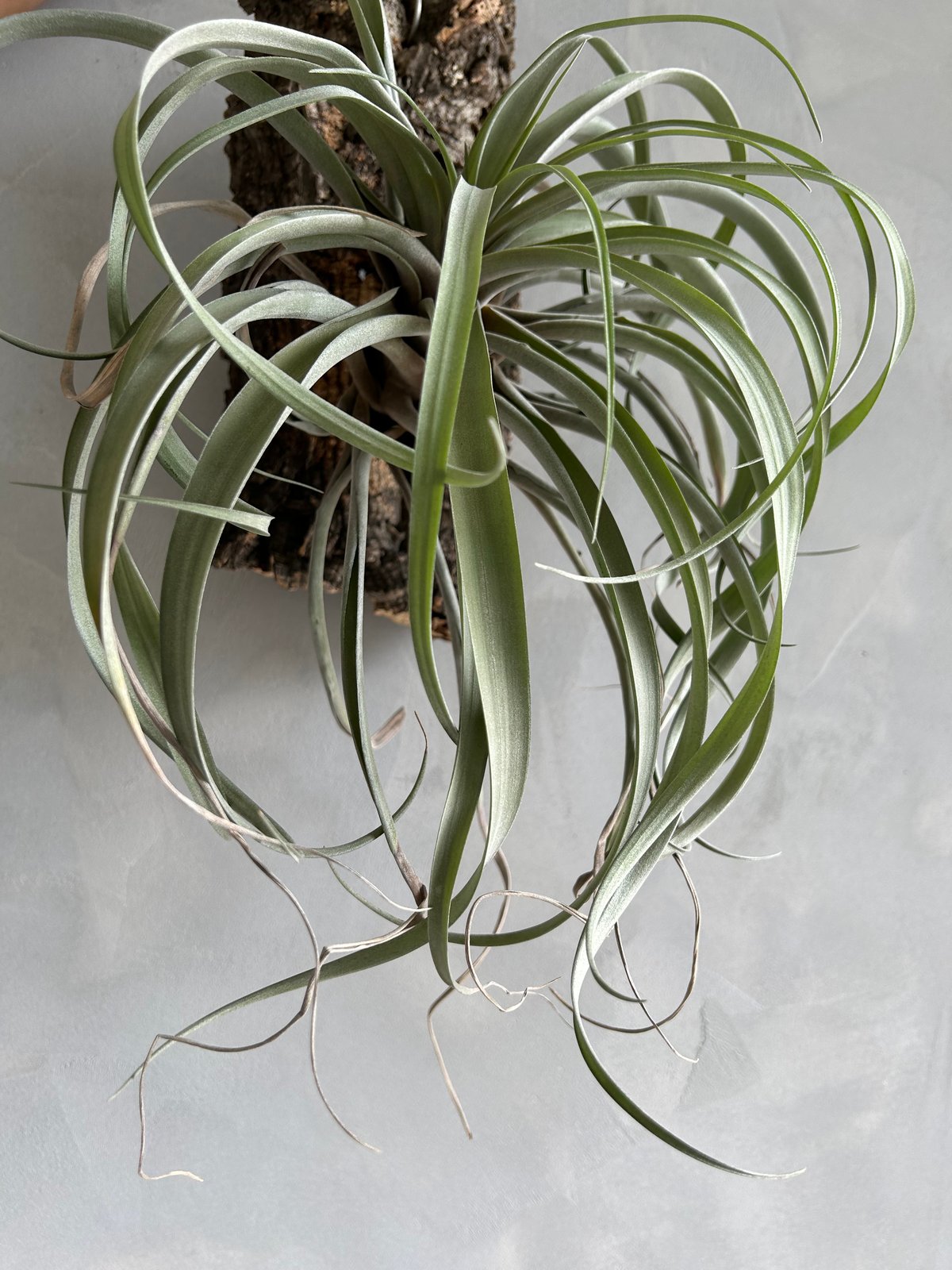 S*︎様 現物　チランジア・リオホンドエンシス　ⅩＬ　50ｃｍ　Tillands S*︎様 現物 チランジア・リオホンドエンシス ⅩL 50cm Tillands