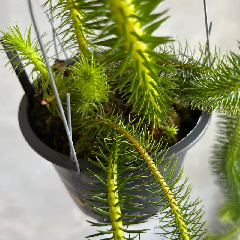 フペルジア スクアローサ | ソレトナ植物店