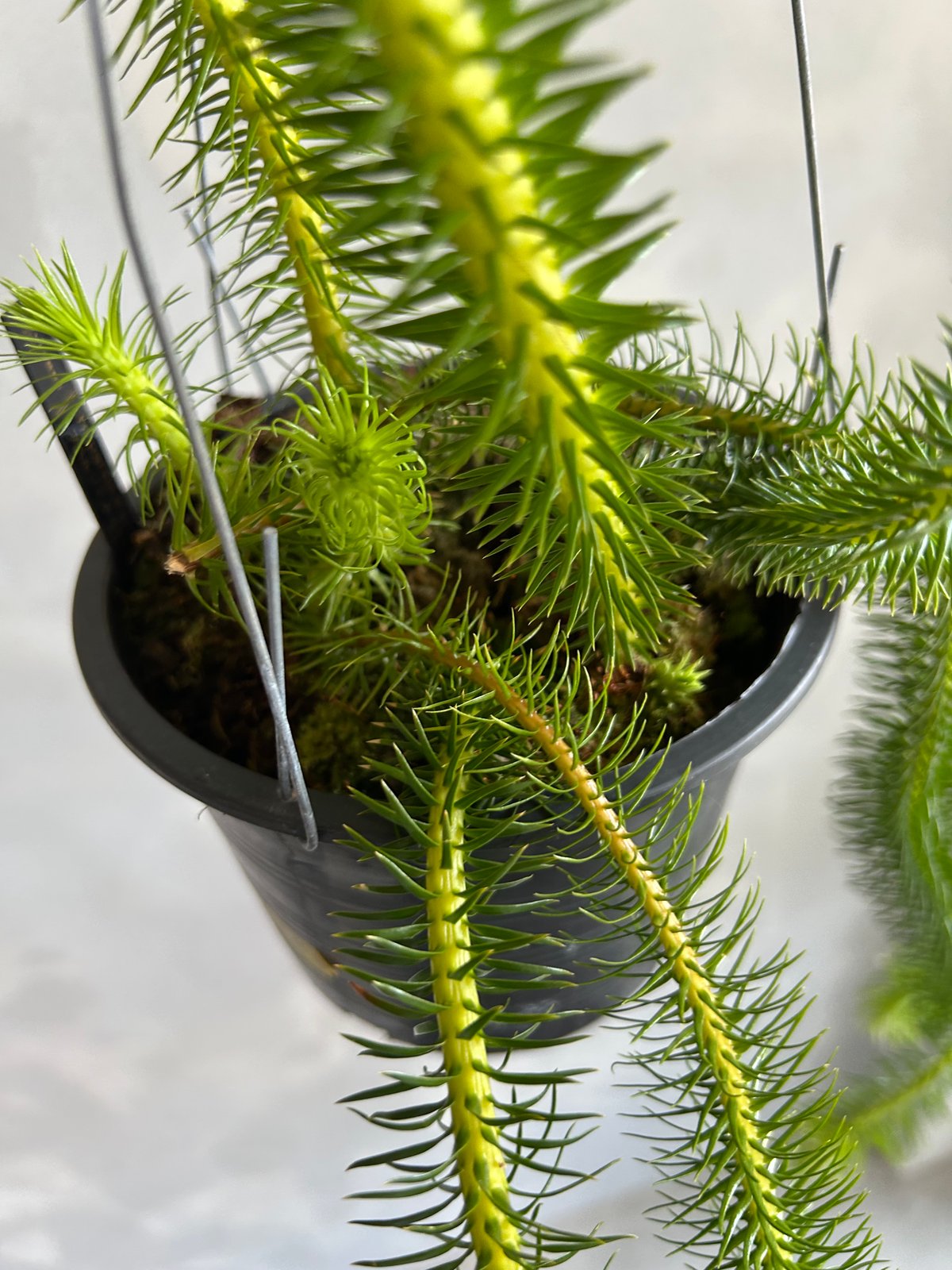 フペルジア スクアローサ | ソレトナ植物店