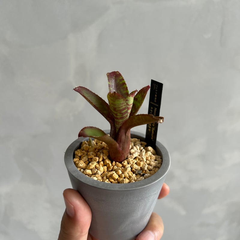 ネオレゲリア サクラ(子株付) | ソレトナ植物店