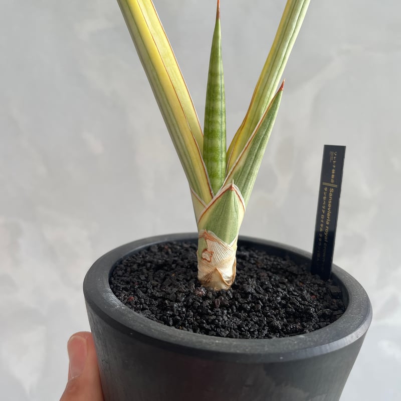 【ワイルド古株】サンスベリア ロイヤルクラウン サンセベリア ロイヤルクラウン 斑入り「Sansevieria royal