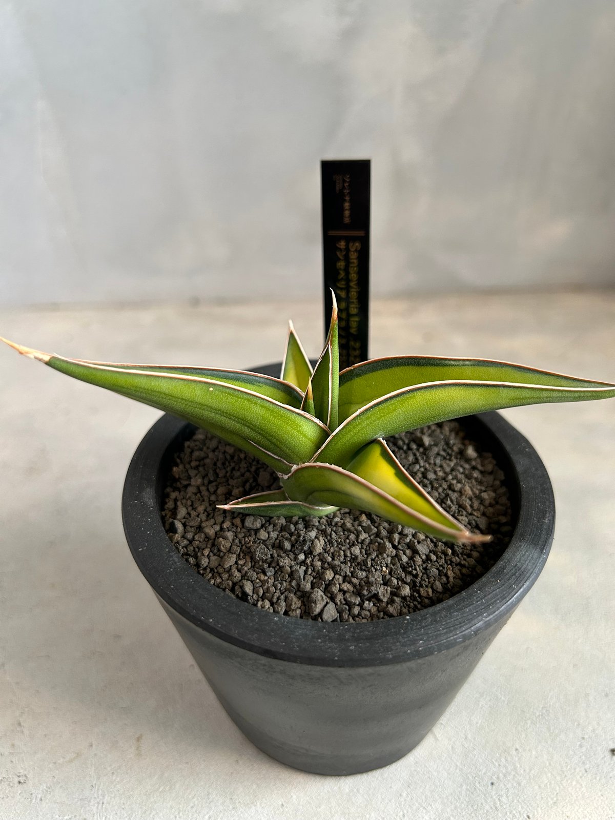 サンセベリア lav.23251 | ソレトナ植物店