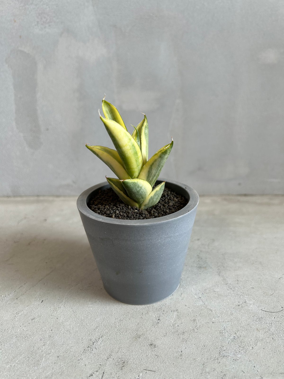 サンセベリア パゴダ 斑入り | ソレトナ植物店