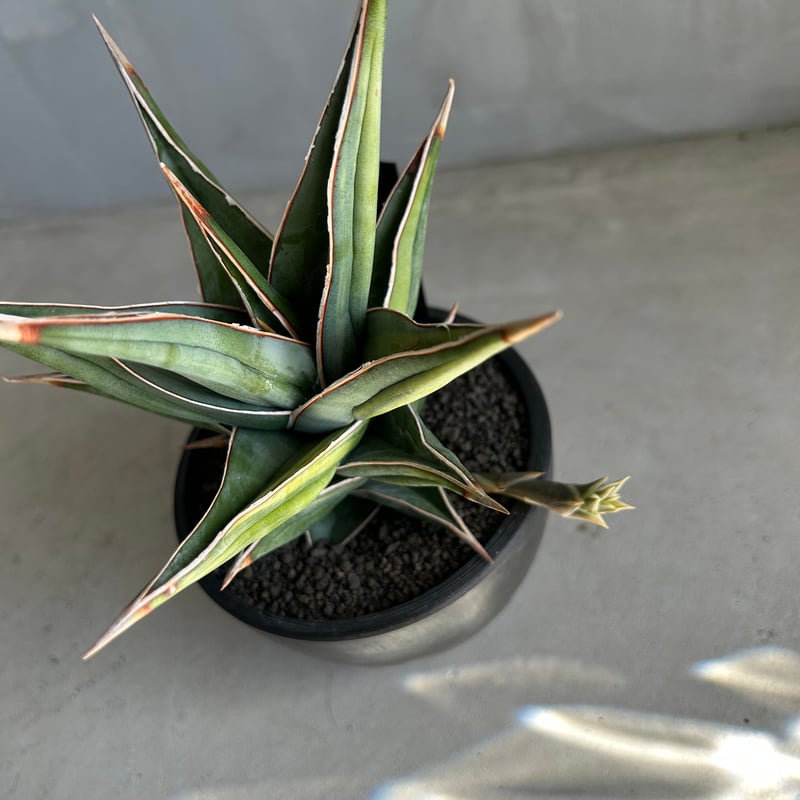 サンセベリア ピングイキュラ 斑入り | ソレトナ植物店