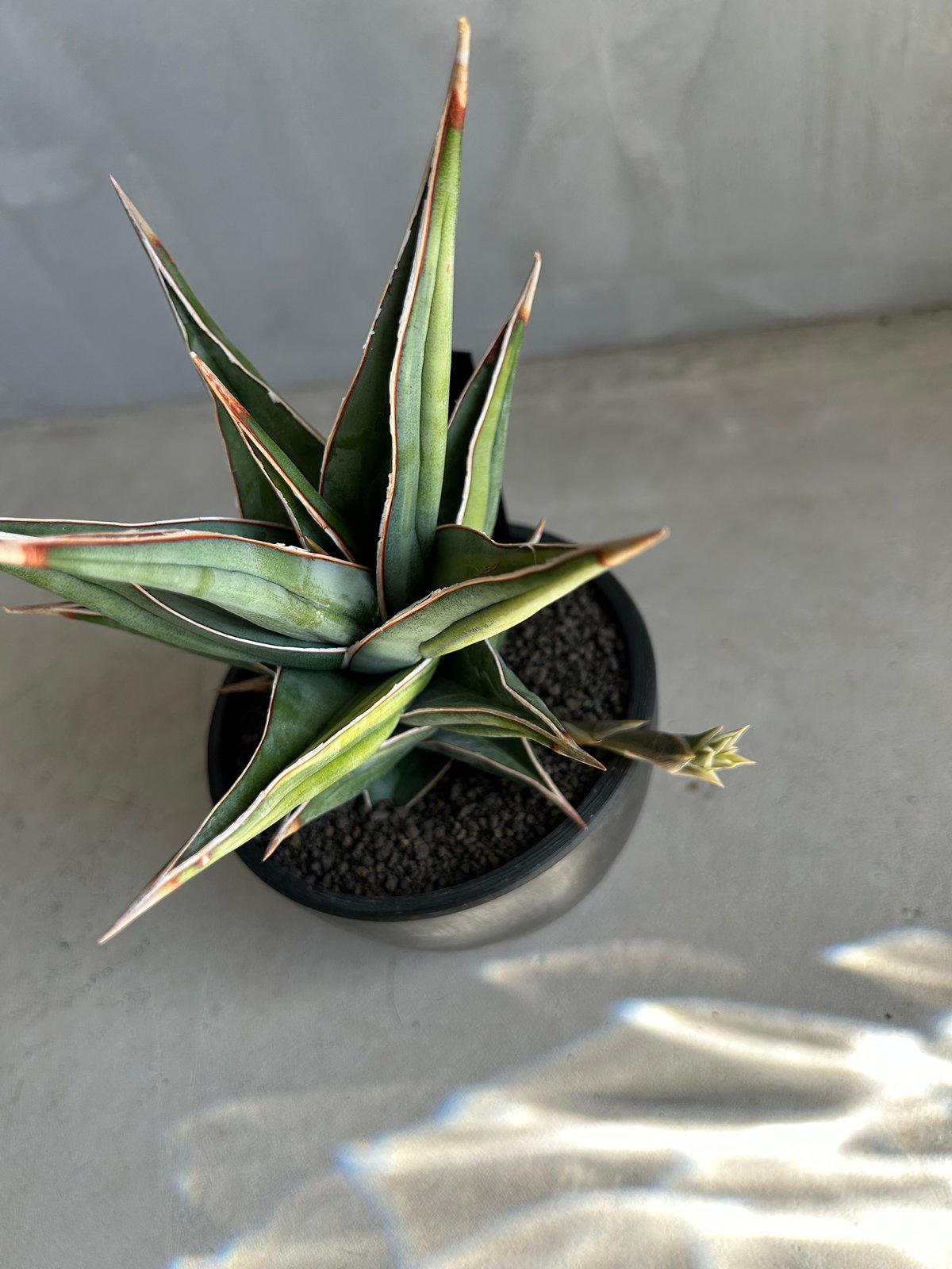 サンセベリア ピングイキュラ 斑入り | ソレトナ植物店