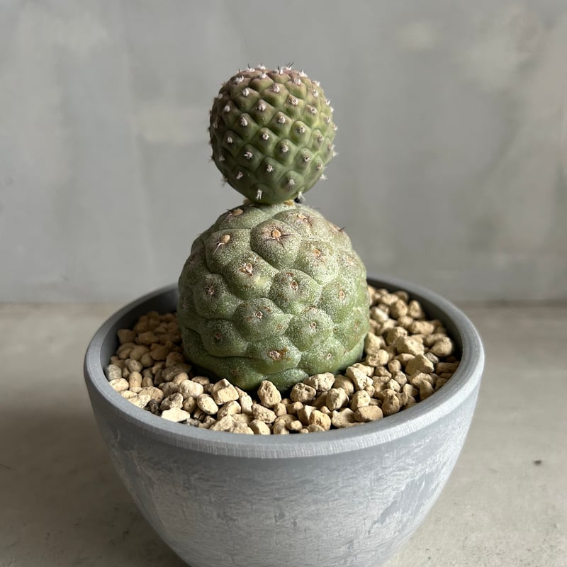 テフロカクタス ゲオメトリクス | ソレトナ植物店