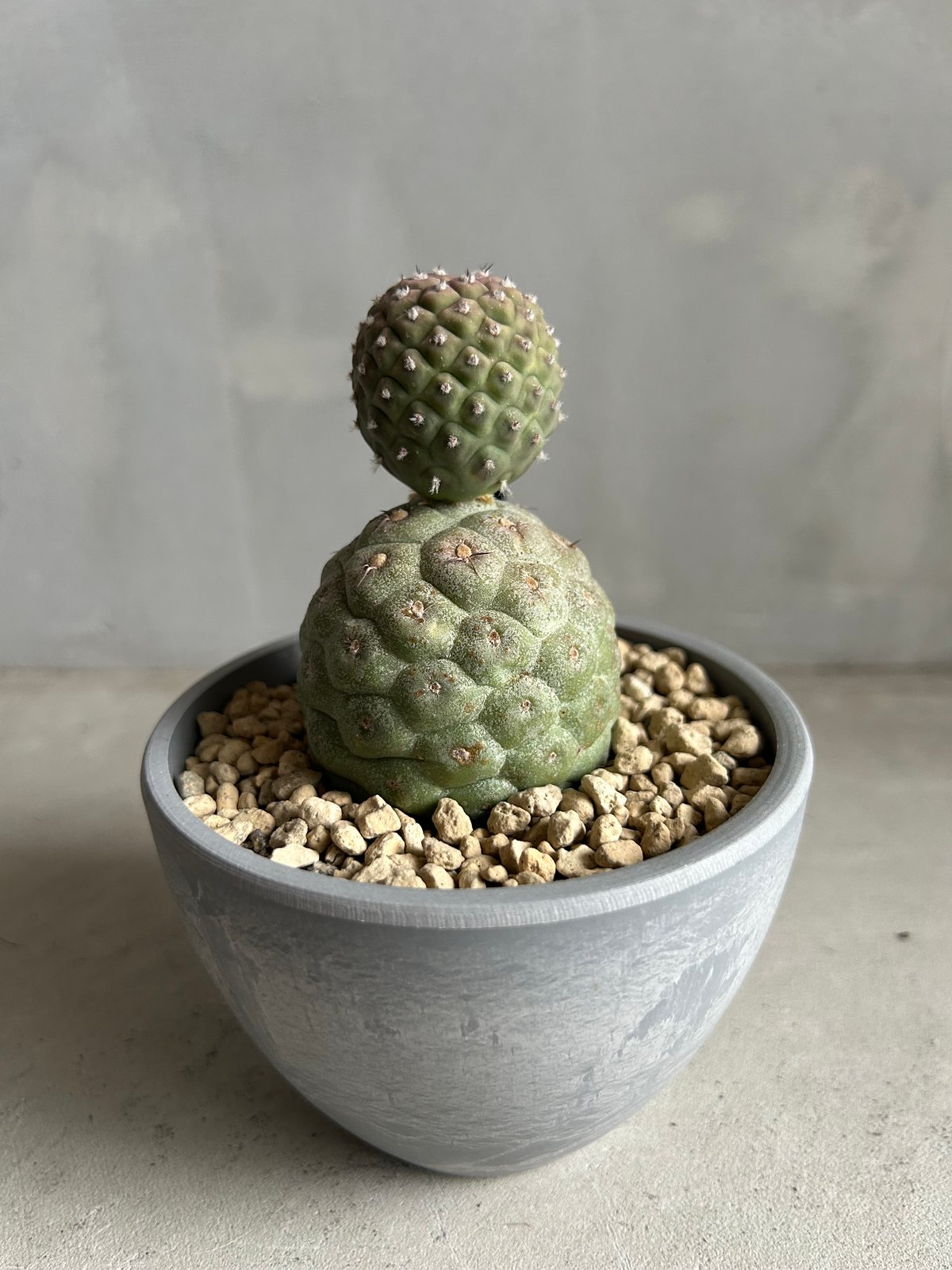 テフロカクタス ゲオメトリクス | ソレトナ植物店