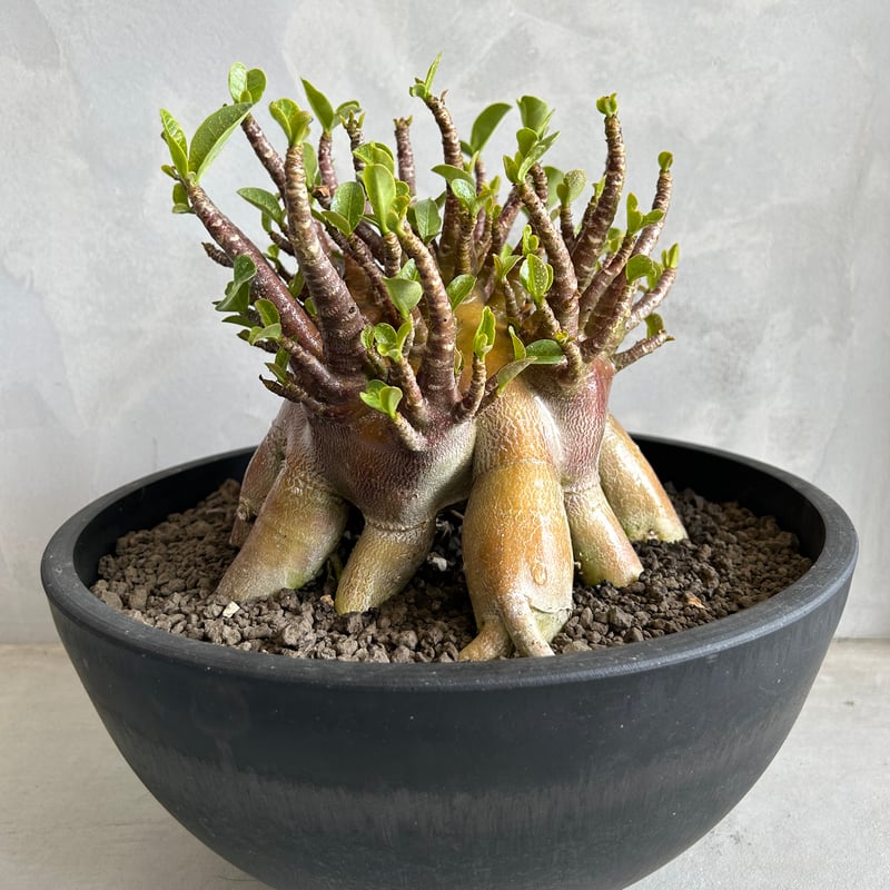 アデニウム・アラビカム・ゴールドスキン 【公式通販】