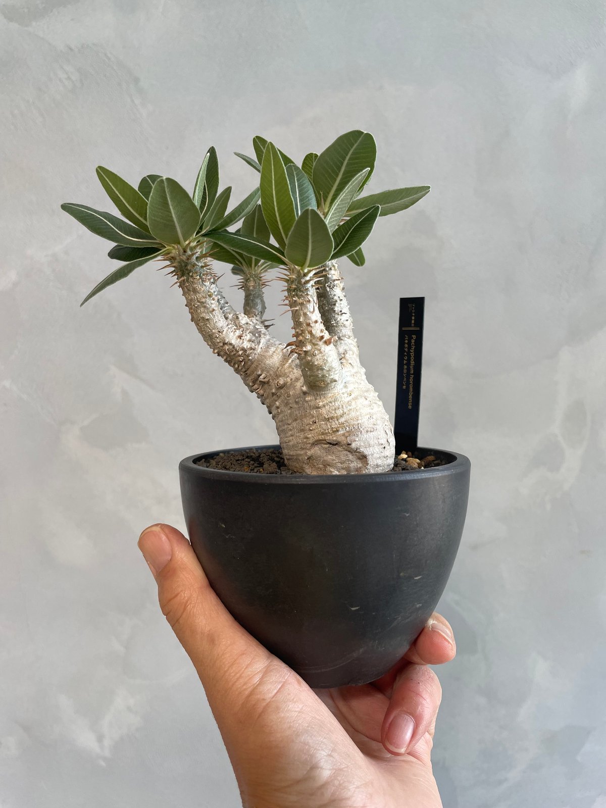 ホロンベンセ 現地球 発根済 塊根植物 ダブルヘッド 2頭 Amazon.co.jp: ホロンベンセ 現地球 発根済 塊根植物 ダブル