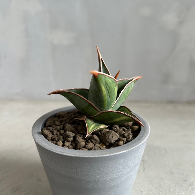 サンセベリア ピングイキュラ 斑入り | ソレトナ植物店