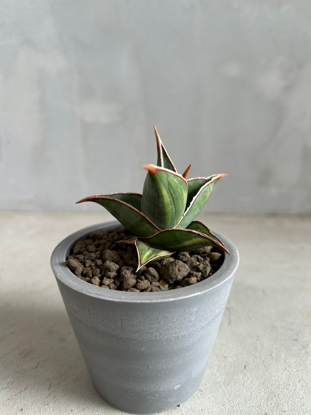 サンセベリア ピングイキュラ 斑入り | ソレトナ植物店