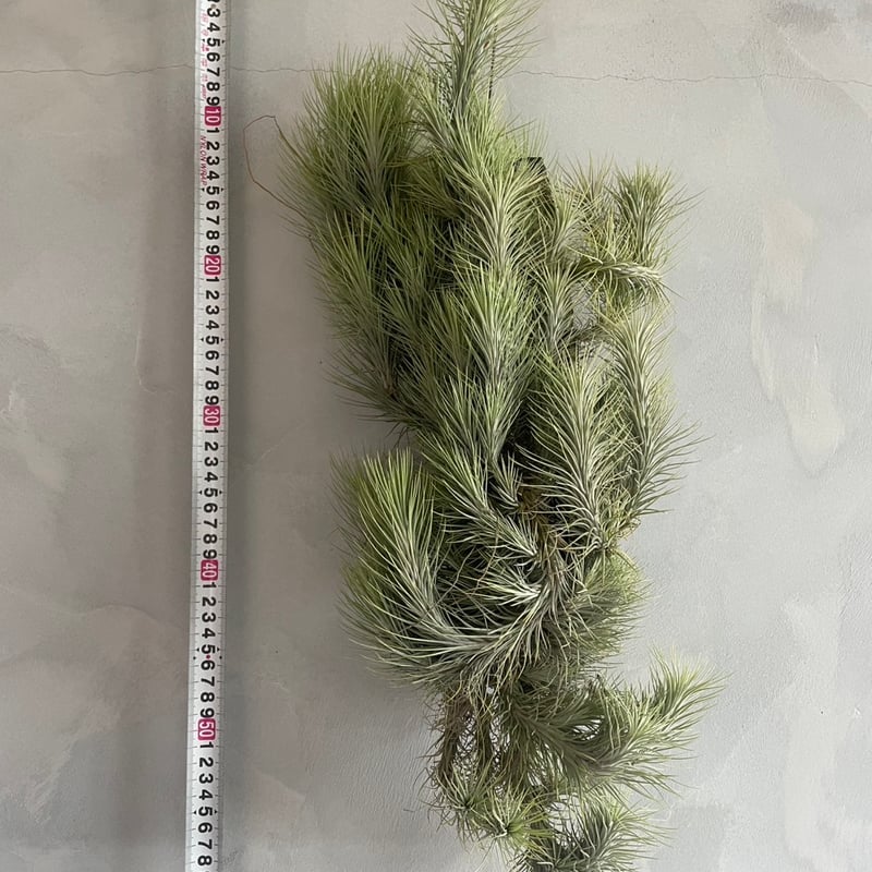 ティランジア フンキアナ(クランプ) | ソレトナ植物店