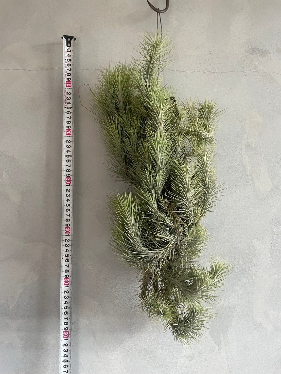 ティランジア フンキアナ(クランプ) | ソレトナ植物店