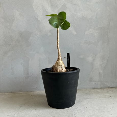 CATEGORY 塊根植物 | ソレトナ植物店