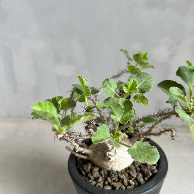 ヤトロファ マルギナータ | ソレトナ植物店