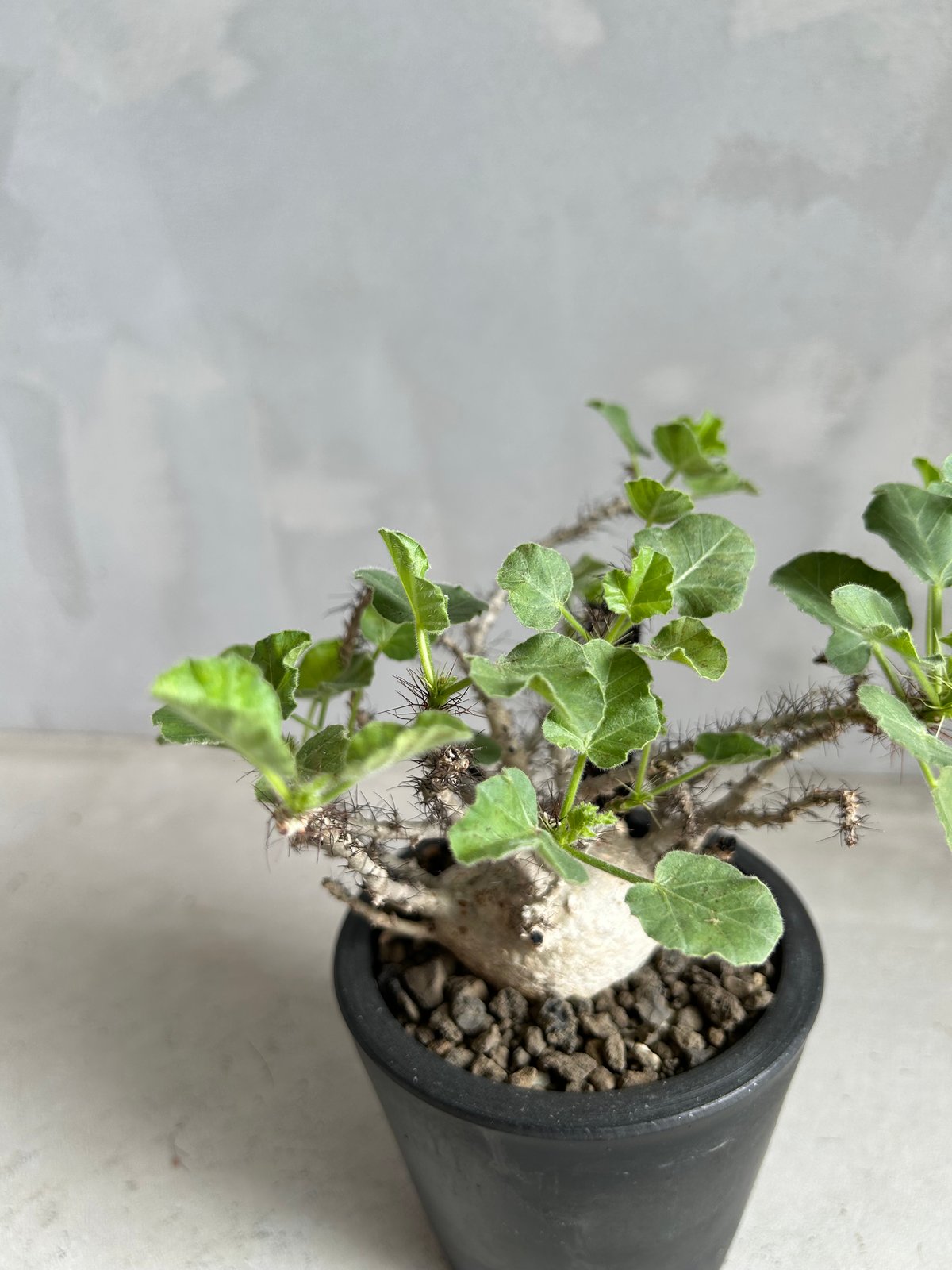 ヤトロファ マルギナータ | ソレトナ植物店