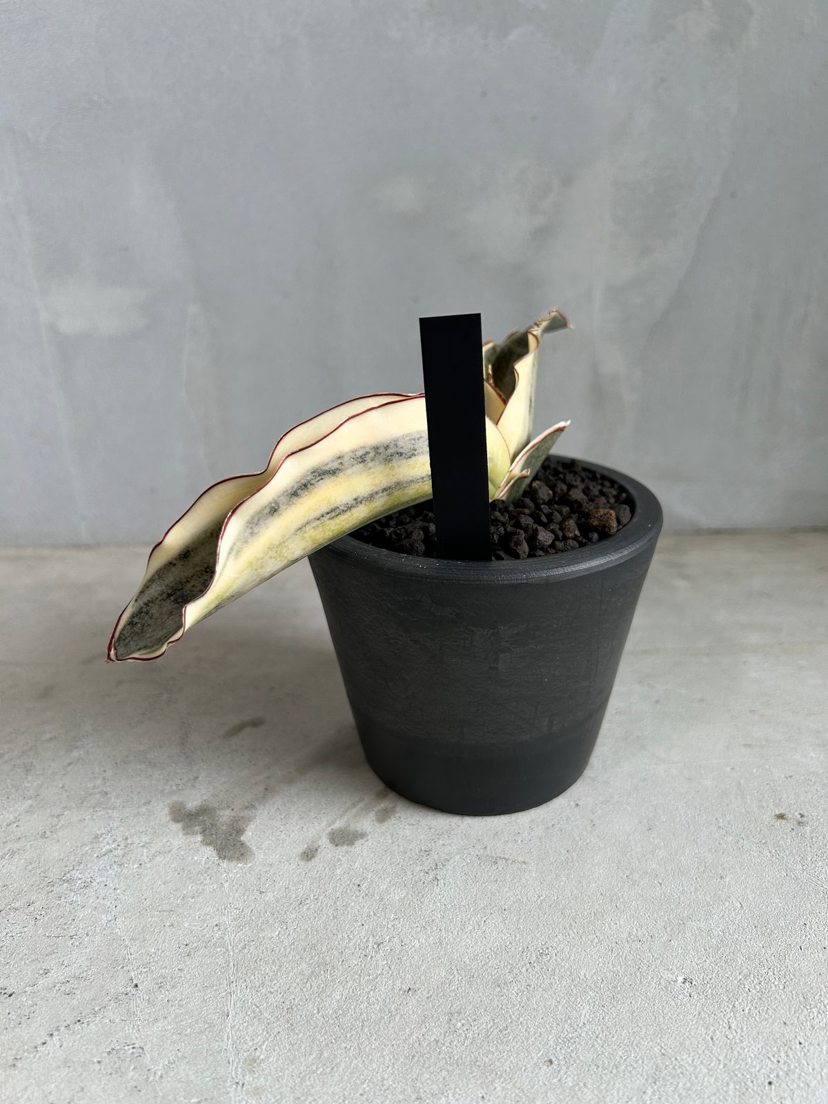 サンセベリア キルキーコパトーン 斑入り | ソレトナ植物店