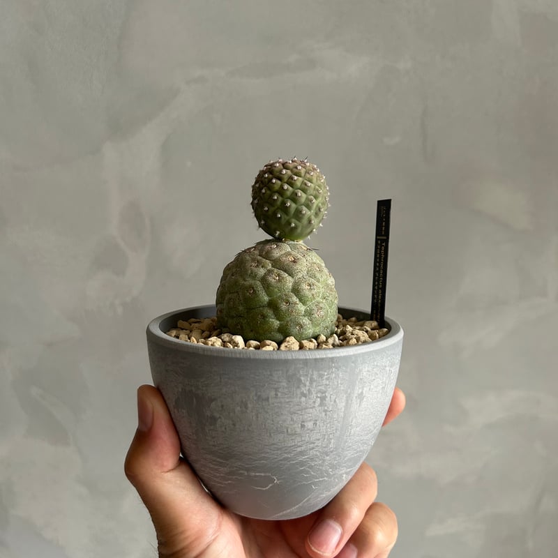 テフロカクタス ゲオメトリクス | ソレトナ植物店
