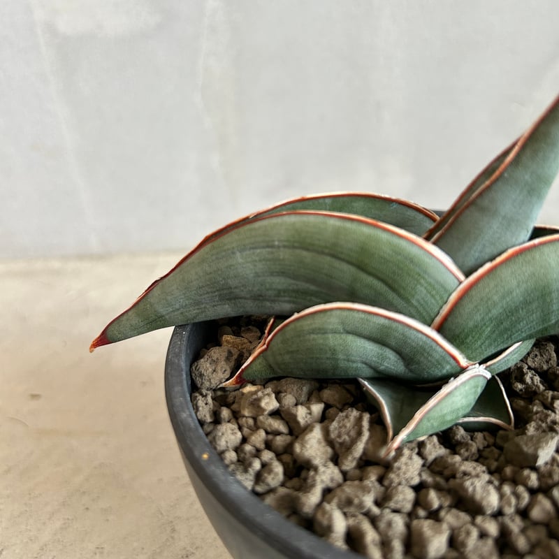 サンセベリア ロリダ | ソレトナ植物店