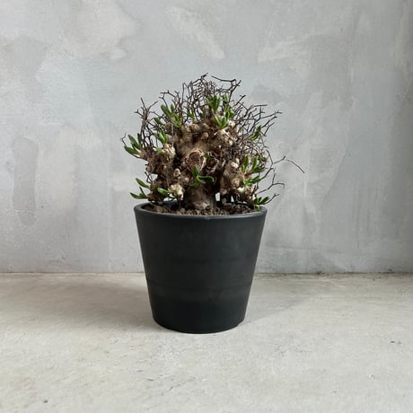 CATEGORY 塊根植物 | ソレトナ植物店