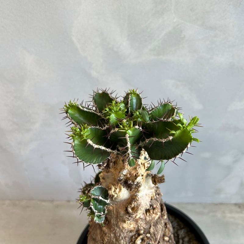 ユーフォルビア ムランジーナ (発根済み) | ソレトナ植物店