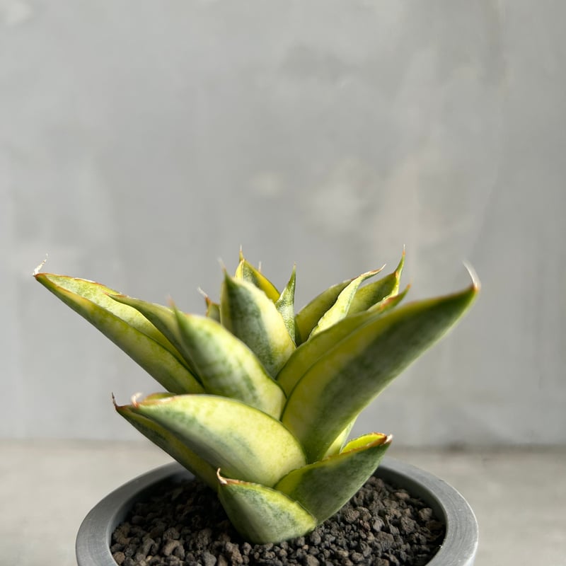 サンセベリア パゴダ 斑入り | ソレトナ植物店 サンセベリア パゴダ 斑入り | ソレトナ植物店