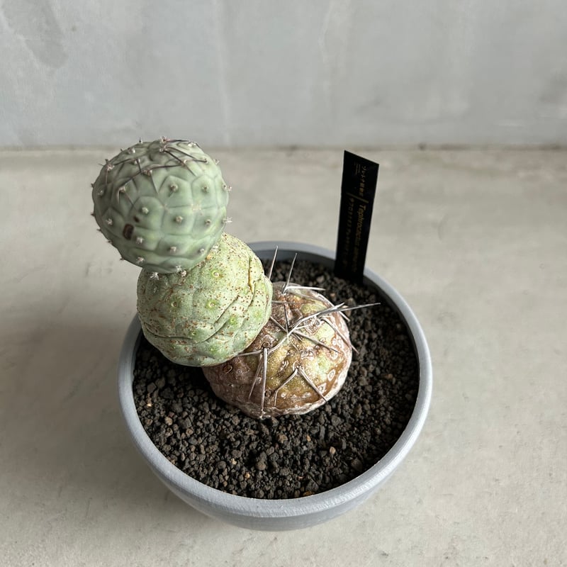 テフロカクタス　ゲオメトリクス テフロカクタス ゲオメトリクス | ソレトナ植物店