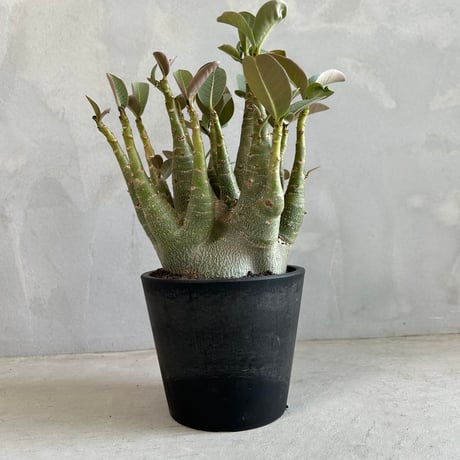 アデニウム アラビカム ノム ソッ ドク ドォク アデニウム アラビカム 発根済 Adenium arabicum 塊根植物